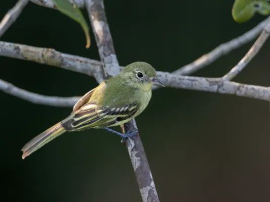 File:Phylloscartes virescens Olive-green Tyrannulet; Manaus, Amazonas, Brazil.jpg