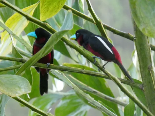 File:Cymbirhynchus macrorhynchos macrorhynchos, Jalan Fabia, Sandakan, Sabah 2.jpg