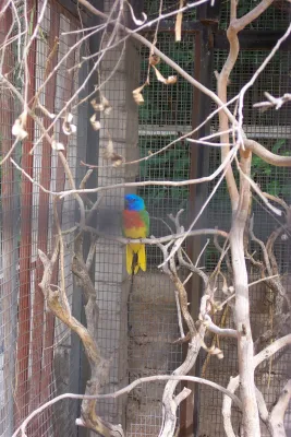 File:Neophema splendida (Las Vegas Zoo).jpg