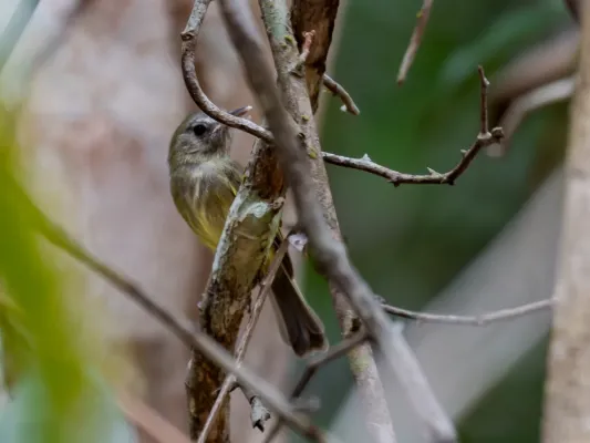 File:Hemitriccus josephinae Boat-billed Tody-tyrant; Manaus, Amazonas, Brazil.jpg