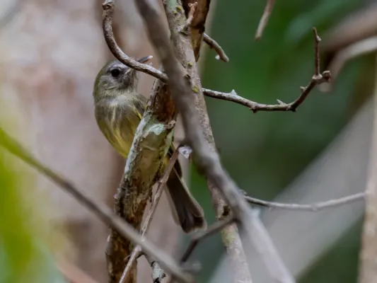 File:Hemitriccus josephinae Boat-billed Tody-tyrant; Manaus, Amazonas, Brazil (cropped).jpg