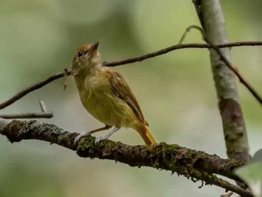 File:Tunchiornis ochraceiceps luteifrons Olive-crowned Greenlet; Manaus, Amazonas, Brazil (cropped).jpg