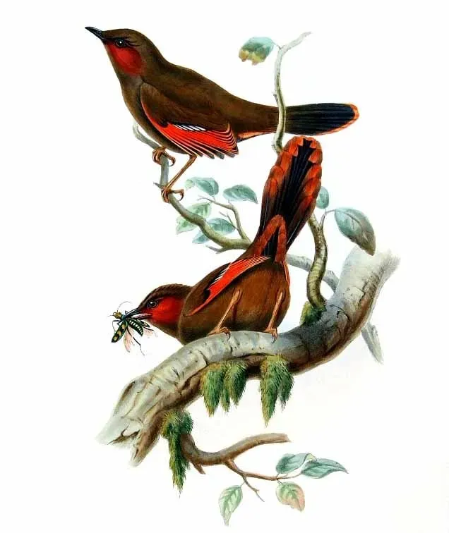 File:Liocichla phoenicea.jpg