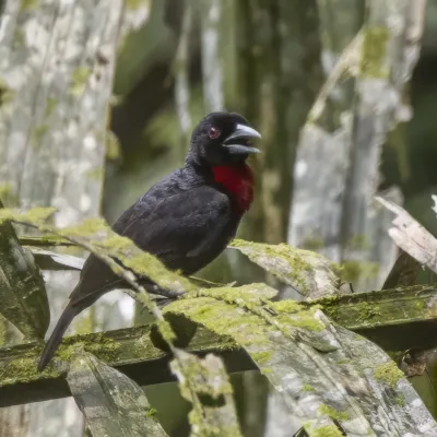 File:Blue-billed malimbe (Malimbus nitens) Ankasa.jpg