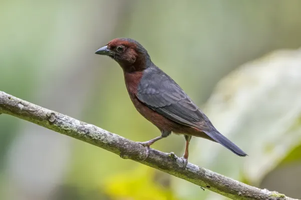 File:Chestnut-breasted nigrita (Nigrita bicolor bicolor) Ankasa.jpg
