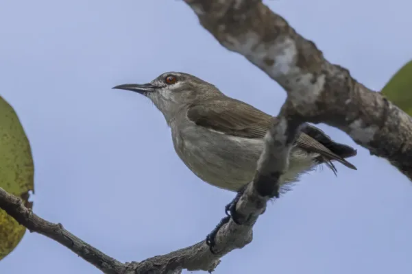 File:Mouse-brown sunbird (Anthreptes gabonicus) Sekondi Takoradi.jpg
