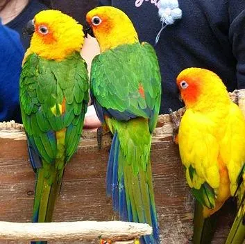 File:Aratinga jandaya and solstitialis cropped.jpg