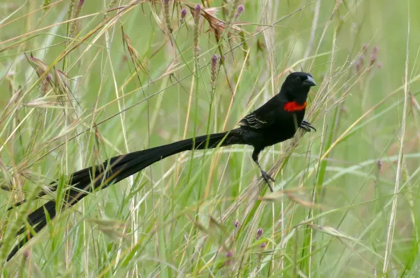 File:Day 72 Red-collared Widowbird (Euplectes ardens) male ... (53365679892).jpg