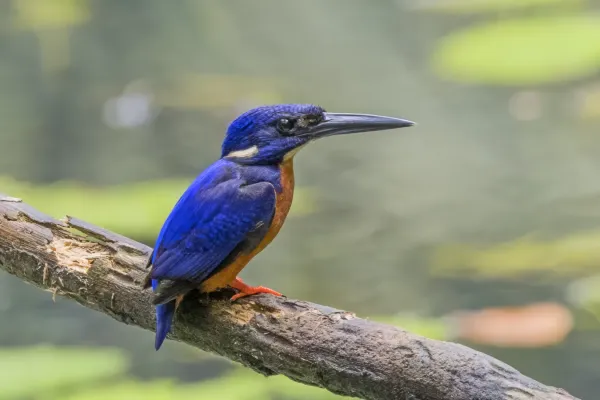 File:Shining-blue kingfisher (Alcedo quadribrachys quadribrachys) Ankasa.jpg