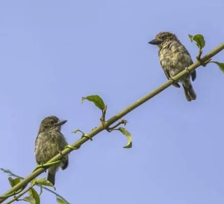 File:Speckled tinkerbirds (Pogoniulus scolopaceus) Nyamebe Bepo.jpg
