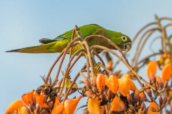 File:Eupsittula nana 182815856.jpg
