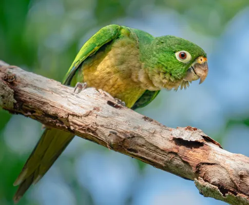 File:Eupsittula nana 248931131 (cropped).jpg