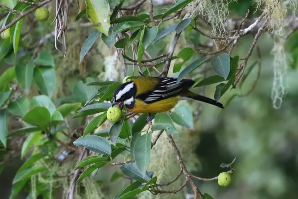 File:Spindalis nigricephala 337501879.jpg