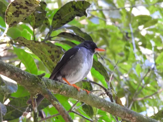 File:Turdus aurantius 177197958.jpg