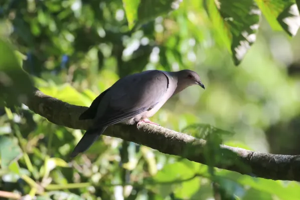 File:Patagioenas caribaea 337431550.jpg