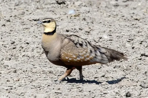 File:Pterocles gutturalis 230459750.jpg