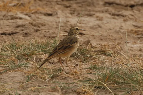 File:Anthus cinnamomeus 326891412.jpg