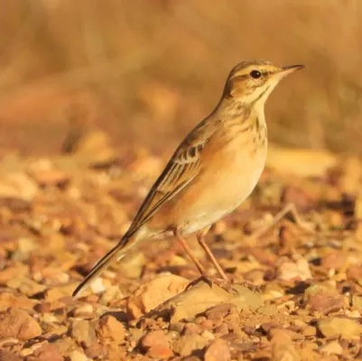 File:Anthus cinnamomeus 277444385.jpg