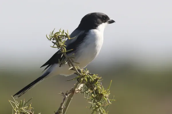 File:Lanius dorsalis 190422151.jpg