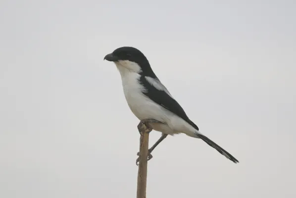File:Lanius dorsalis 322101375.jpg