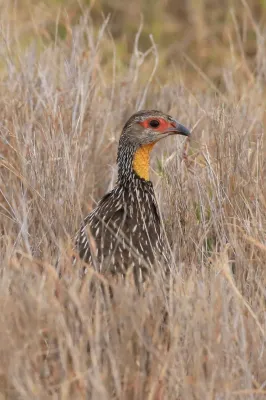 File:Pternistis leucoscepus 264890081.jpg