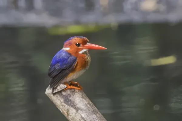 File:White-bellied kingfisher (Corythornis leucogaster bowdleri) Ankasa.jpg
