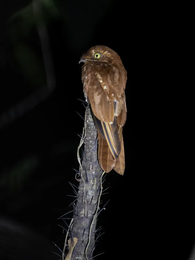 File:Phyllaemulor bracteatus Rufous Potoo; Novo Airão, Amazonas, Brazil.jpg