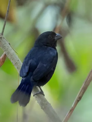 File:Amaurospiza concolor Blue Seedeater; Turrialba, Costa Rica.jpg