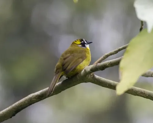 File:Pycnonotus penicillatus 2.jpg