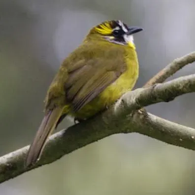 File:Pycnonotus penicillatus 1.jpg
