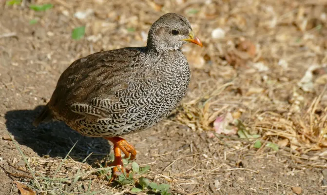 File:Day 75 Natal Spurfowl (Pternistis natalensis) (53377516830).jpg