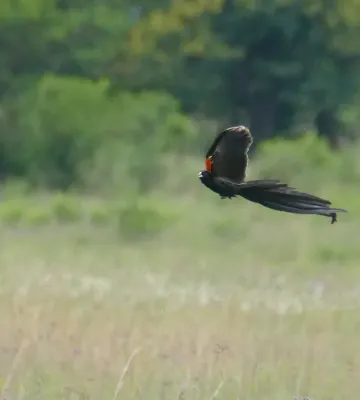 File:Day 72 Long-tailed Widowbird (Euplectes progne) male ... (53366899389).jpg