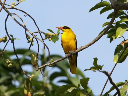 File:African Golden Oriole (Oriolus auratus auratus), Kombo, Gambia 01.jpg