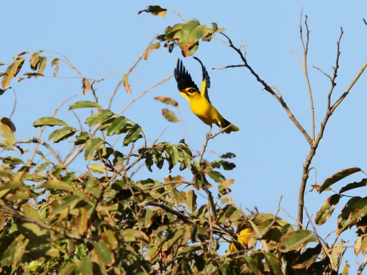 File:African Golden Oriole (Oriolus auratus auratus), Kombo, Gambia 04.jpg