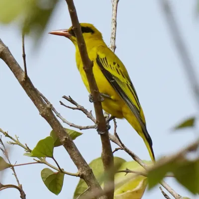 File:African Golden Oriole (Oriolus auratus auratus), Kombo, Gambia 06.jpg