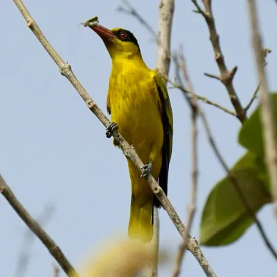 File:African Golden Oriole (Oriolus auratus auratus), Kombo, Gambia 10.jpg