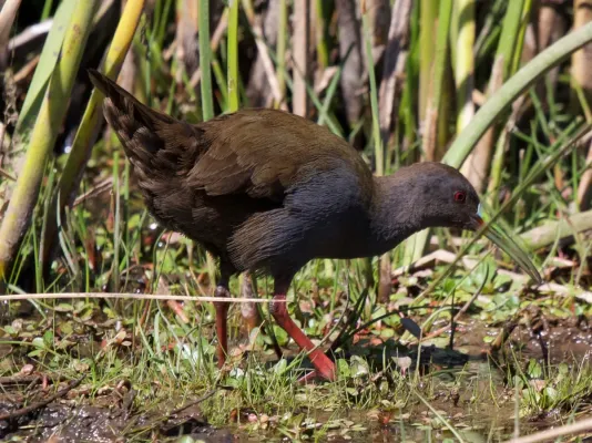File:Pardirallus sanguinolentus 337732309.jpg