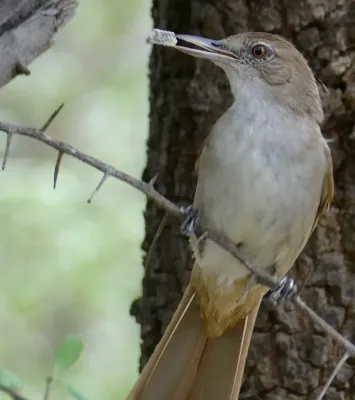File:Day 76 Terrestrial Brownbul (Phyllastrephus terrestris) (53380230083).jpg
