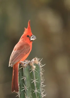 File:Cardinalis phoeniceus 255952757.jpg