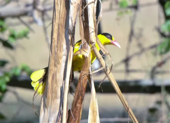 File:Black-naped Oriole (Oriolus chinensis chinensis), Quezon, Luzon, Philippines 2.jpg