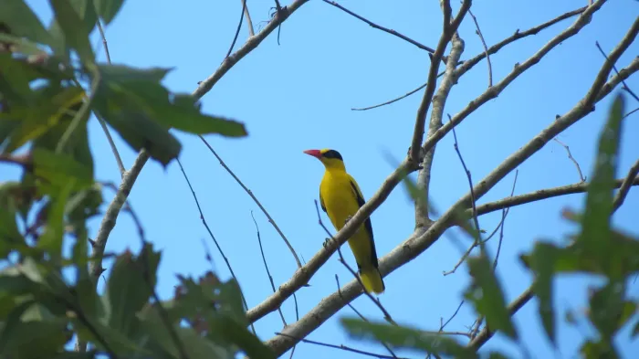 File:Black-naped Oriole (Oriolus chinensis chinensis), Calapan, Oriental Mindoro, Philippines 4.jpg