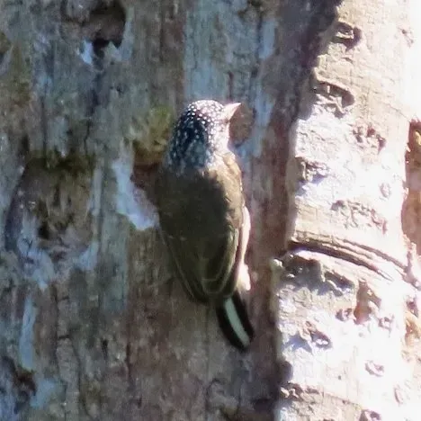 File:Ocellated Piculet (Picumnus dorbignyanus dorbignyanus), San Juan, Santa Cruz, Bolivia 3.jpg