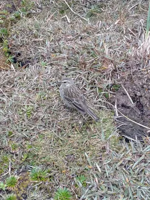 File:Anthus novaeseelandiae aucklandicus 318411392.jpg