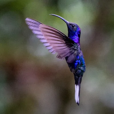 File:Campylopterus hemileucurus 294536257.jpg