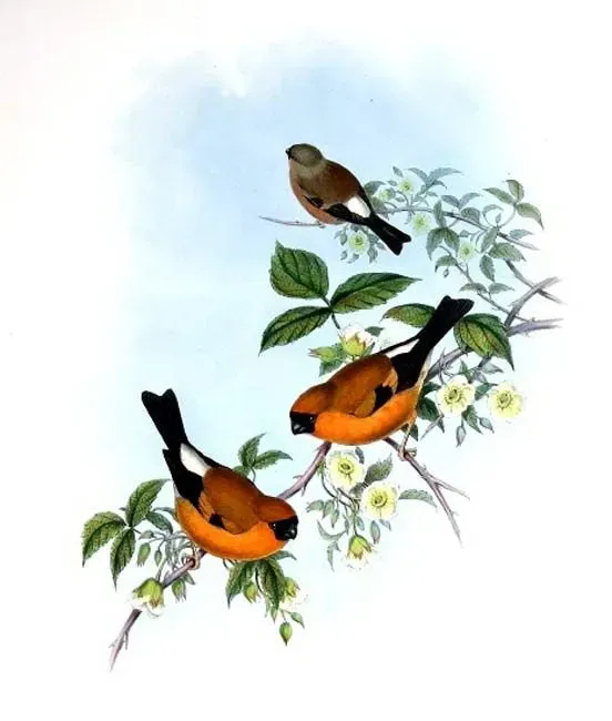 File:Pyrrhula aurantiaca0g.jpg