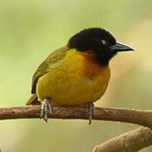File:Ploceus alienus 1.jpg
