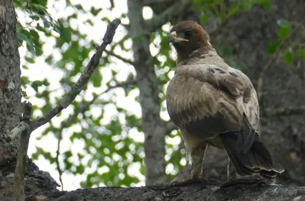 File:Day 88 Wahlberg's Eagle (Hieraaetus wahlbergi) (53403055711).jpg