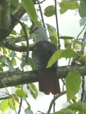 File:Reinwardtoena reinwardti 338536896.jpg