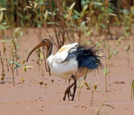 File:Threskiornis bernieri bernieri 3501669 (cropped).jpg
