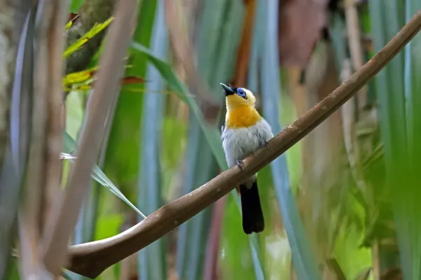 File:Arses insularis 3195816.jpg